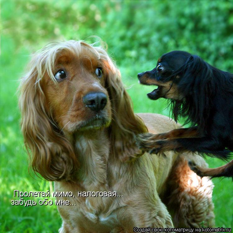 Котоматрица: Пролетай мимо, налоговая...  забудь обо мне...