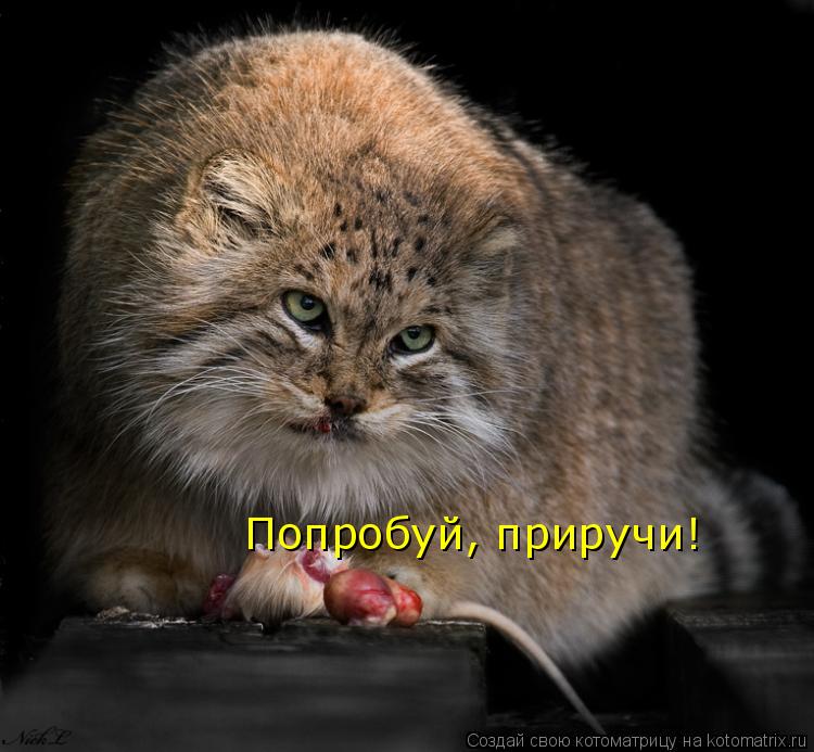 Котоматрица: Попробуй, приручи!