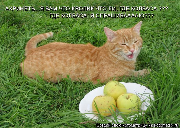 АХРИНЕТЬ...Я ВАМ ЧТО КРОЛИК ЧТО ЛИ, ГДЕ КОЛБАСА ??? ГДЕ КОЛБАСА Я СПРАШИВААААЮ???... Котоматрица: АХРИНЕТЬ...Я ВАМ ЧТО КРОЛИК ЧТО ЛИ, ГДЕ КОЛБАСА ??? ГДЕ КОЛБАСА Я СПРАШИВААААЮ???