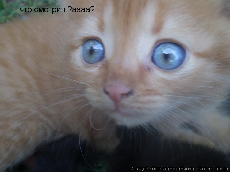 Котоматрица: что смотриш?аааа?
