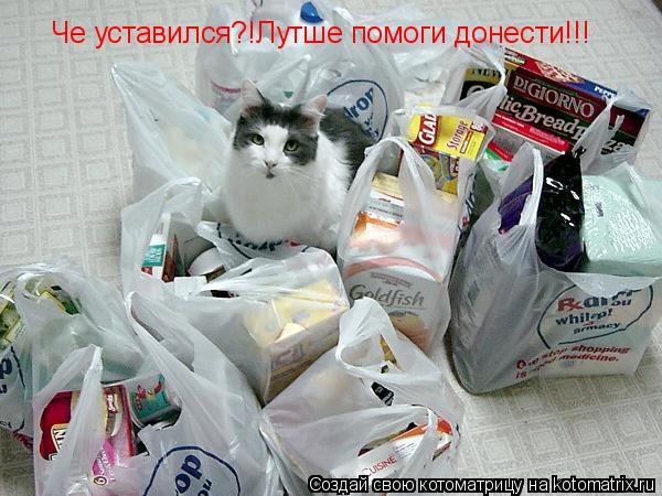 Котоматрица: Че уставился?!Лутше помоги донести!!!