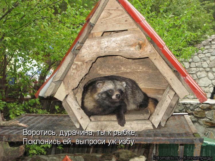 Воротись, дурачина, ты к рыбке, Поклонись ей, выпроси уж избу.... Котоматрица: Воротись, дурачина, ты к рыбке, Поклонись ей, выпроси уж избу.