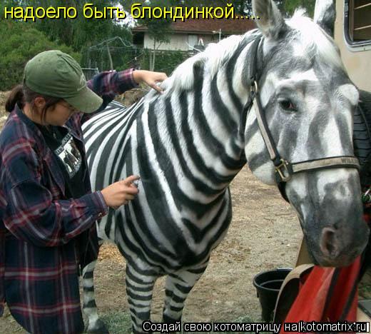 Котоматрица: надоело быть блондинкой.....