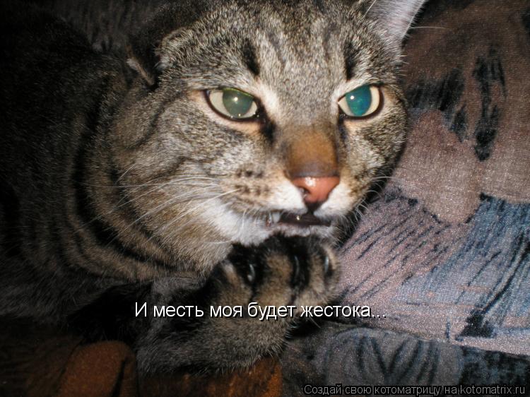 И месть моя будет жестока...... Котоматрица: И месть моя будет жестока...