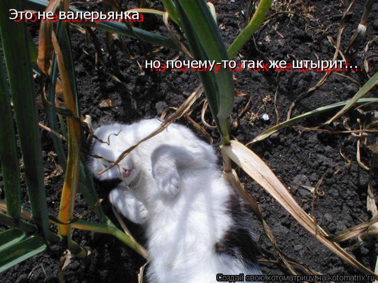 Котоматрица: Это не валерьянка Это не валерьянка но почему-то так же штырит... но почему-то так же штырит...