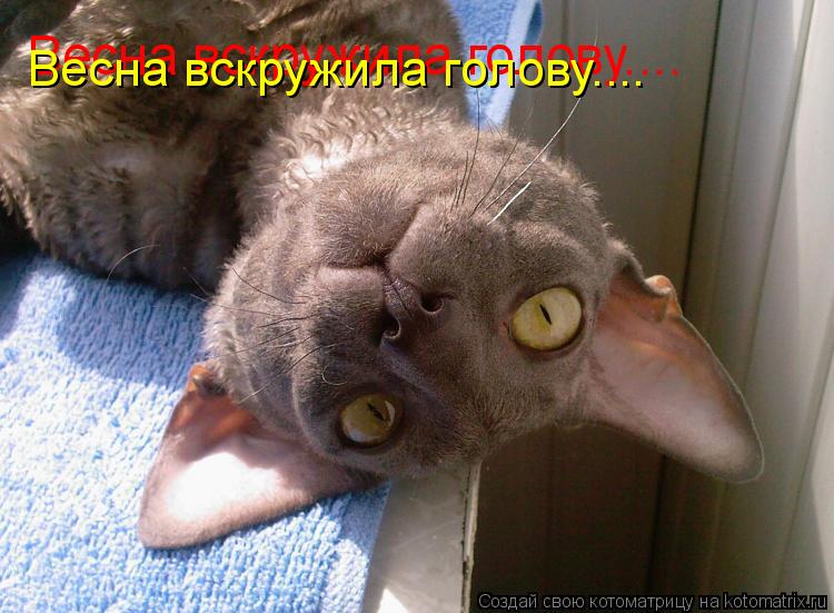 Котоматрица: Весна вскружила голову.... Весна вскружила голову....