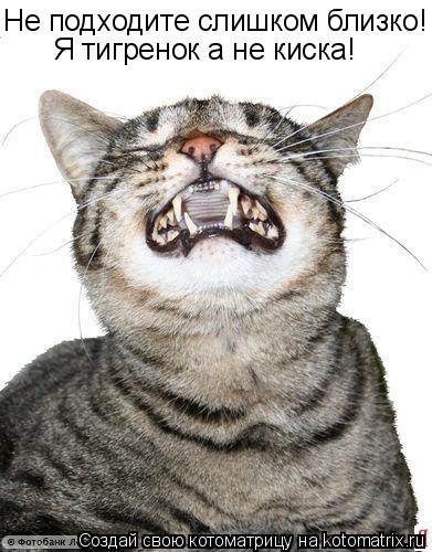 Котоматрица: Не подходите слишком близко! Я тигренок а не киска!