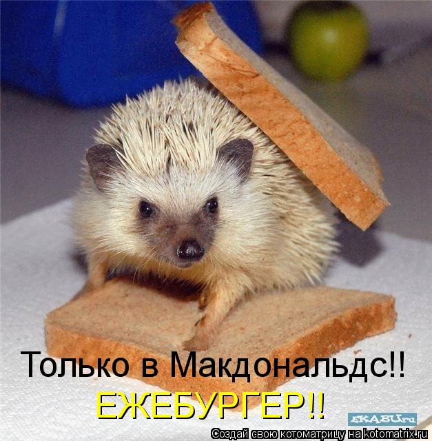 Котоматрица: Только в Макдональдс!! ЕЖЕБУРГЕР!!