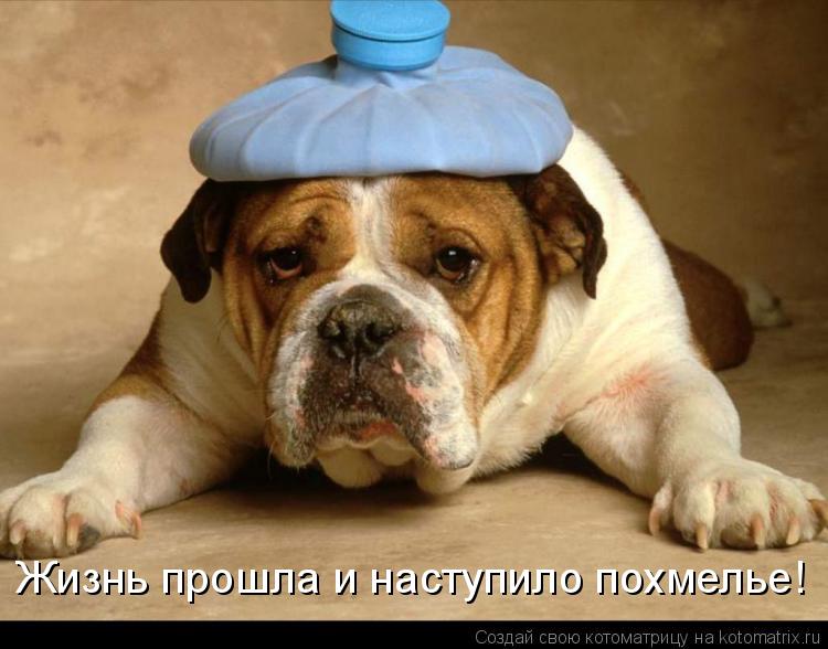 Котоматрица: Жизнь прошла и наступило похмелье!