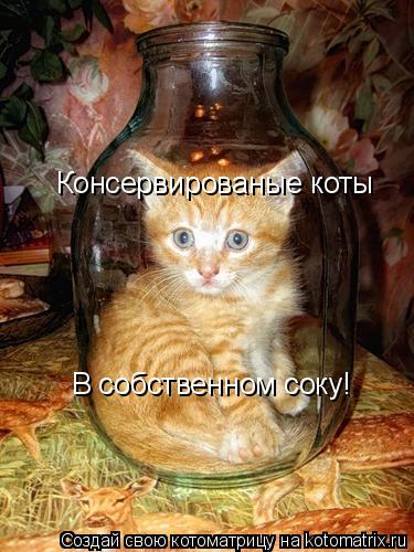 Консервированые коты В собственном соку!... Котоматрица: Консервированые коты В собственном соку!