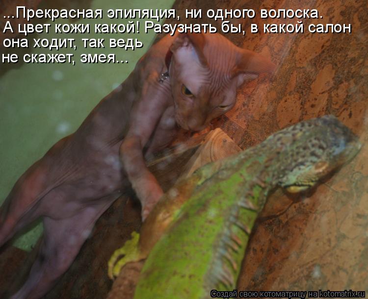 Котоматрица: ...Прекрасная эпиляция, ну буквально ни одного волоска. ...Прекрасная эпиляция, ни одного волоска. А цвет кожи какой! Разузнать бы, в какой сал