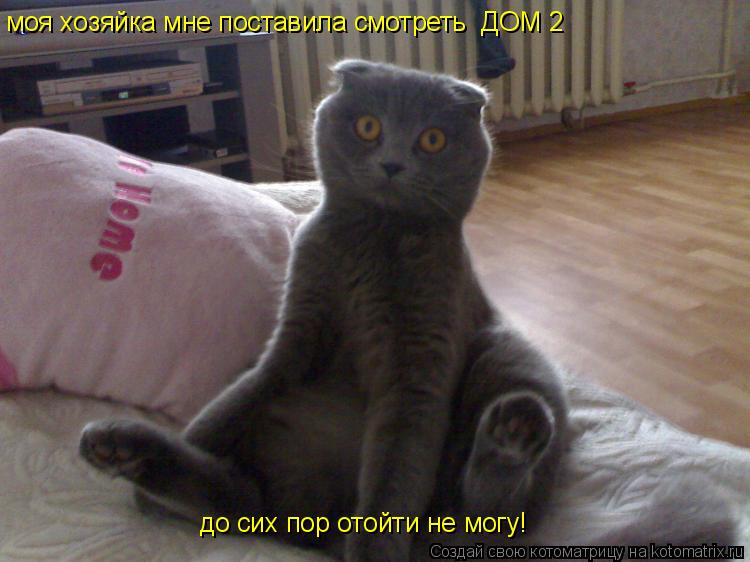 Котоматрица: моя хозяйка мне поставила смотреть  ДОМ 2 до сих пор отойти не могу!
