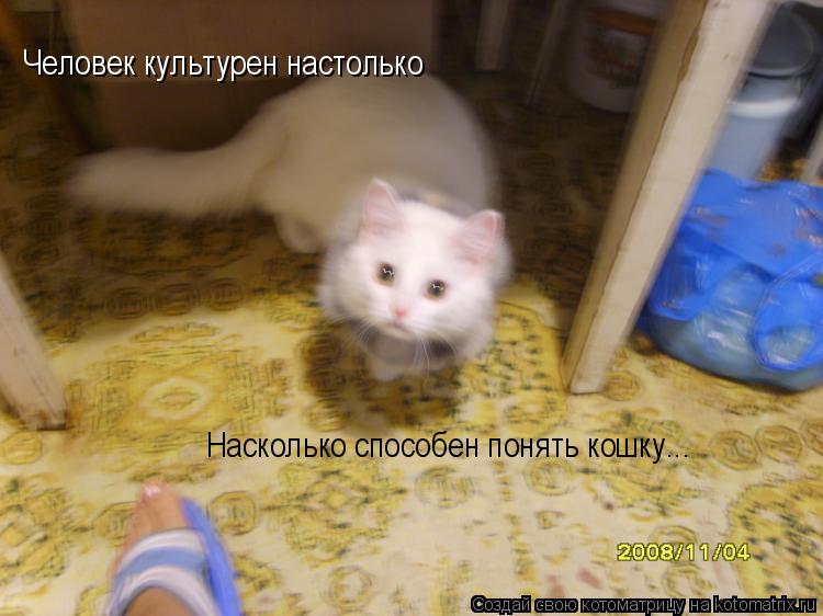 Человек культурен настолько Насколько способен понять кошку...... Котоматрица: Человек культурен настолько Насколько способен понять кошку...