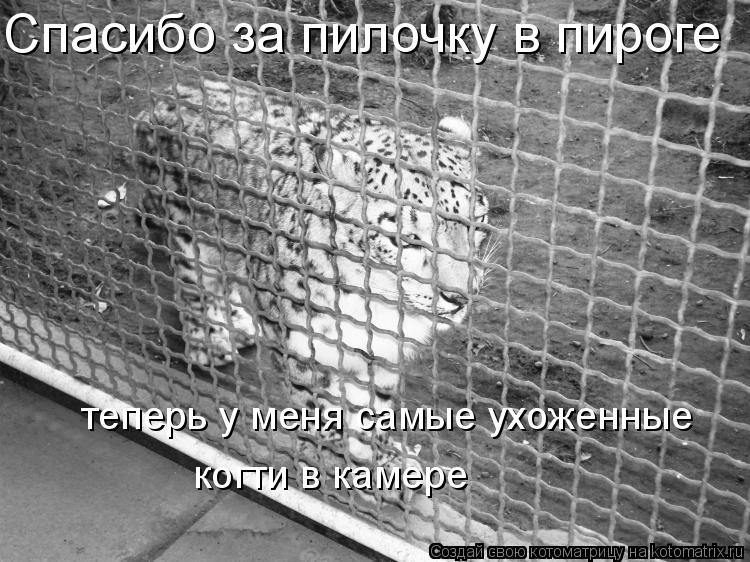 Котоматрица: Спасибо за пилочку в пироге теперь у меня самые ухоженные когти в камере теперь у меня самые ухоженные  когти в камере