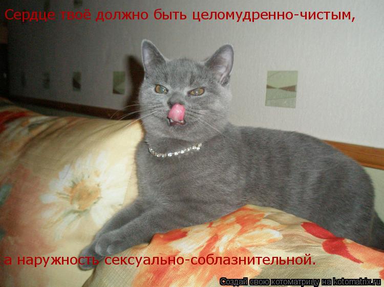 Котоматрица: Сердце твоё должно быть целомудренно-чистым, а наружность сексуально-соблазнительной.