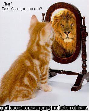 Котоматрица: Лев? Лев! А что, не похож?