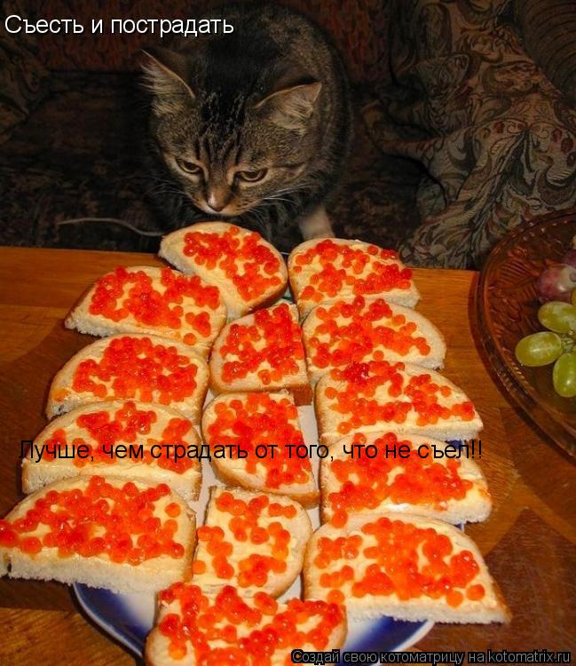 Лучше, чем страдать от того, что не съел!! Съесть и пострадать... Котоматрица: Лучше, чем страдать от того, что не съел!! Съесть и пострадать
