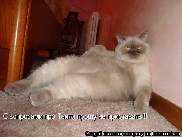 С вопросами про Таити прошу не приставать!!!... Котоматрица: С вопросами про Таити прошу не приставать!!!