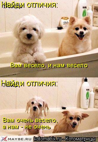 Найди отличия: Вам весело, и нам весело Вам очень весело, а нам - не очень Найди отличия:... Котоматрица: Найди отличия: Вам весело, и нам весело Вам очень весело, а нам - не очень Найди отличия: