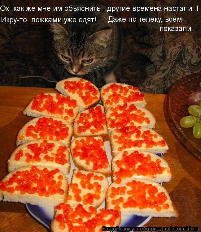 Котоматрица: Ох ,как же мне им объяснить - другие времена настали..! Икру-то, ложками уже едят! Даже по телеку, всем показали.