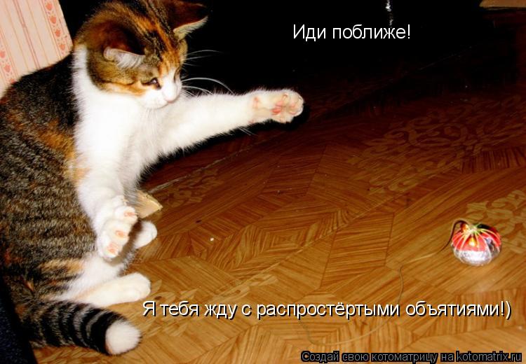 Котоматрица: Иди поближе! Я тебя жду с распростёртыми объятиями!)