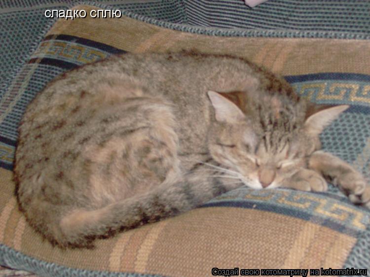 Котоматрица: сладко сплю