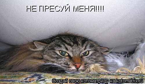 Котоматрица: НЕ ПРЕСУЙ МЕНЯ!!!!