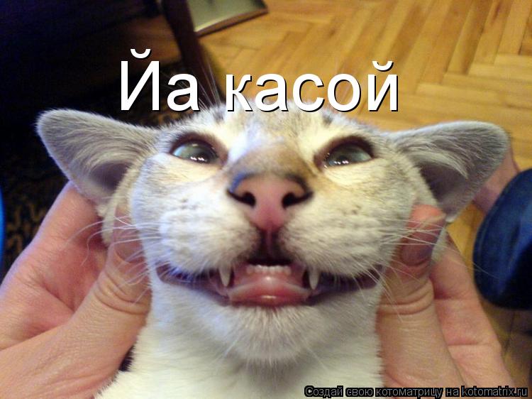 Йа касой... Котоматрица: Йа касой