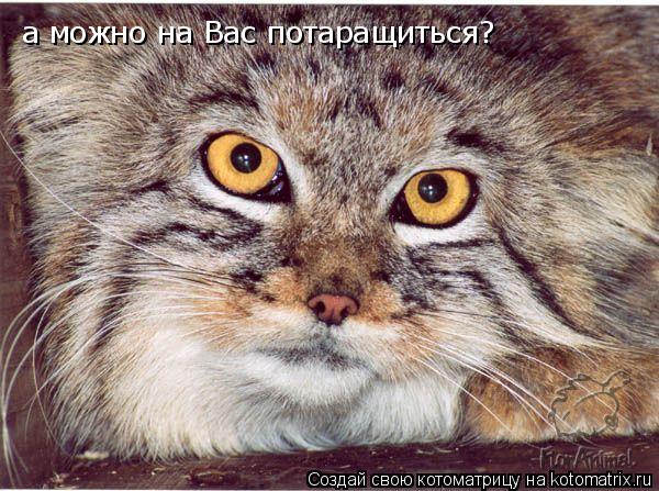 Котоматрица: а можно на Вас потаращиться?