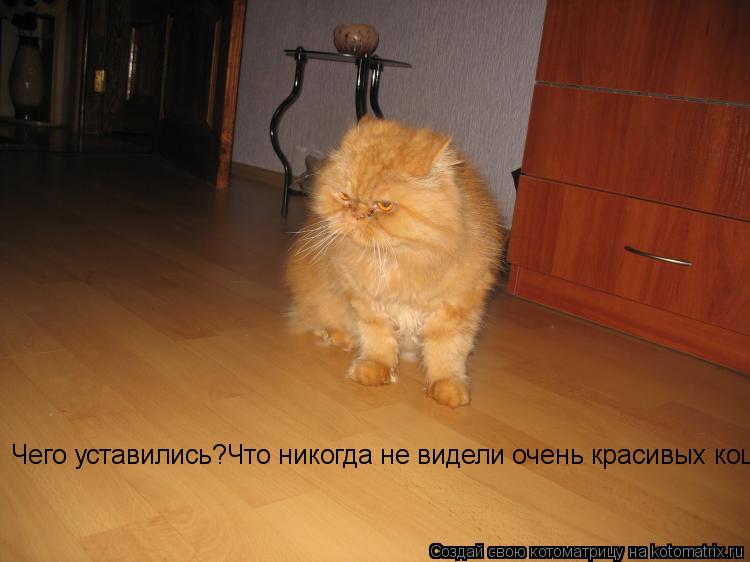 Котоматрица: Чего уставились?Что никогда не видели очень красивых кошечек?!