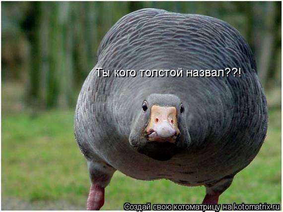 Котоматрица: Ты кого толстой назвал??!