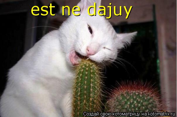 Котоматрица: est ne dajuy