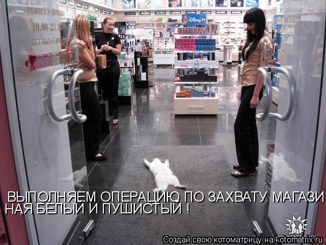 Котоматрица: ВЫПОЛНЯЕМ ОПЕРАЦИЮ ПО ЗАХВАТУ МАГАЗИ НА ,Я БЕЛЫЙ И ПУШИСТЫЙ !