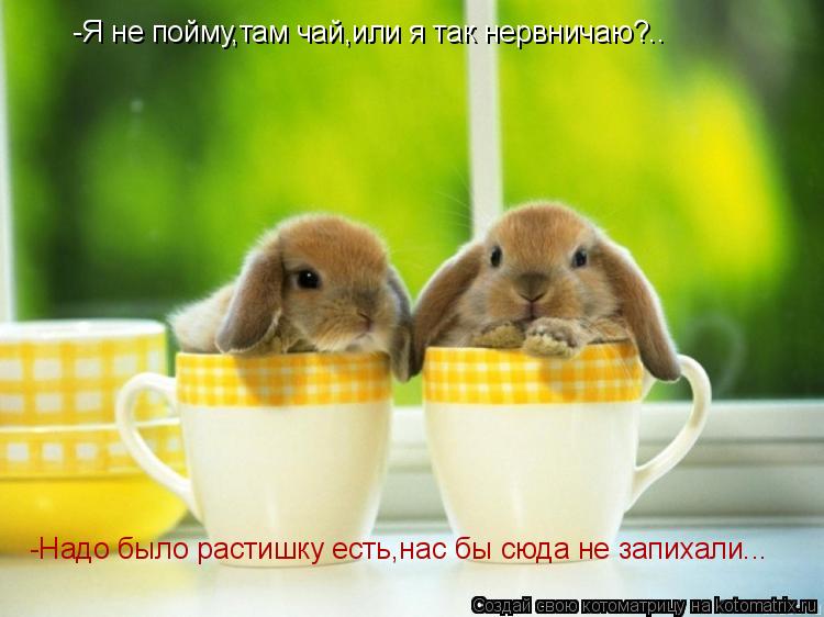 Котоматрица: -Я не пойму,там чай,или я так нервничаю?.. -Надо было растишку есть,нас бы сюда не запихали...