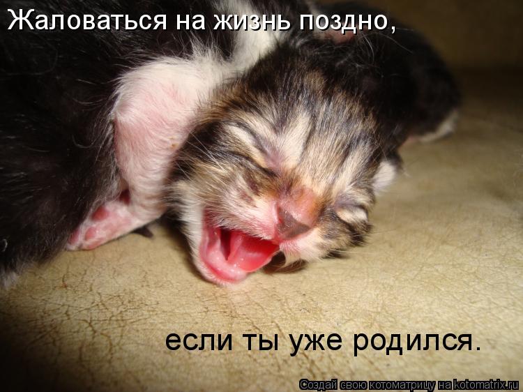 Жаловаться на жизнь поздно, если ты уже родился.... Котоматрица: Жаловаться на жизнь поздно, если ты уже родился.