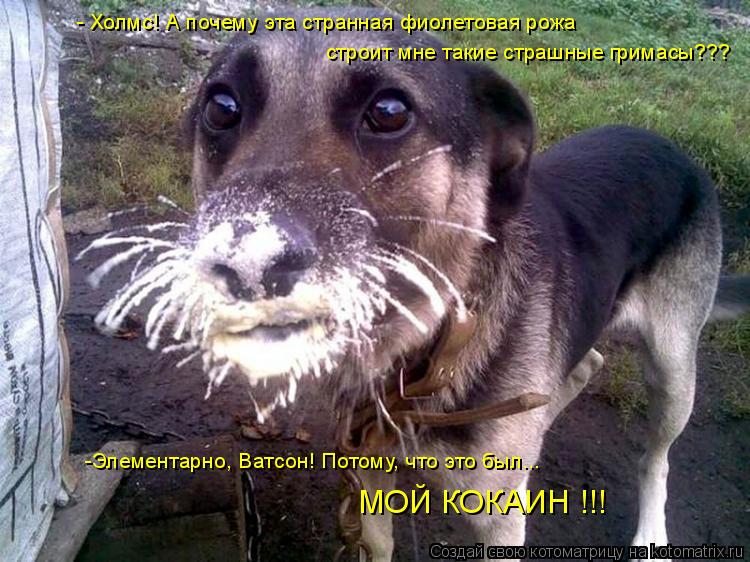 Котоматрица: - Холмс! А почему эта странная фиолетовая рожа  строит мне такие страшные гримасы??? -Элементарно, Ватсон! Потому, что это был... МОЙ КОКАИН !!!
