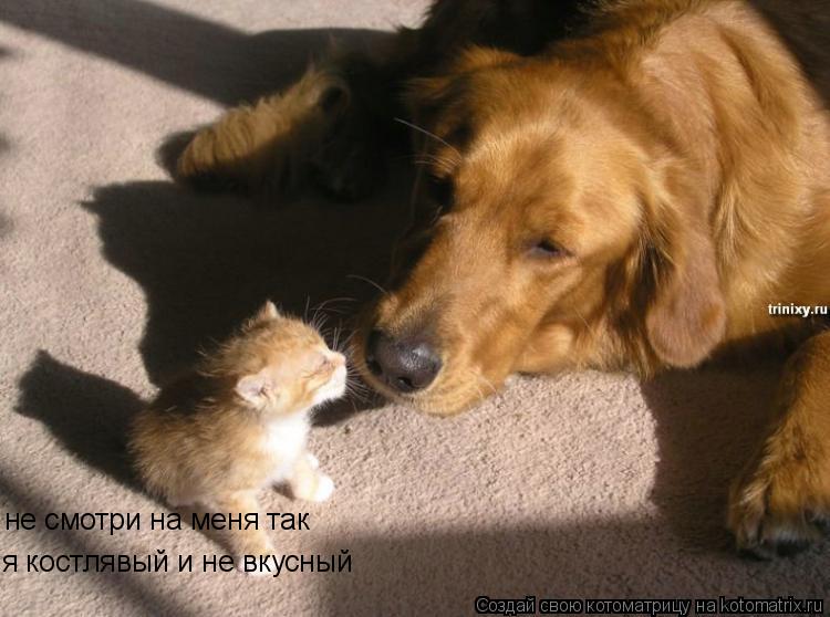 Котоматрица: не смотри на меня так я костлявый и не вкусный