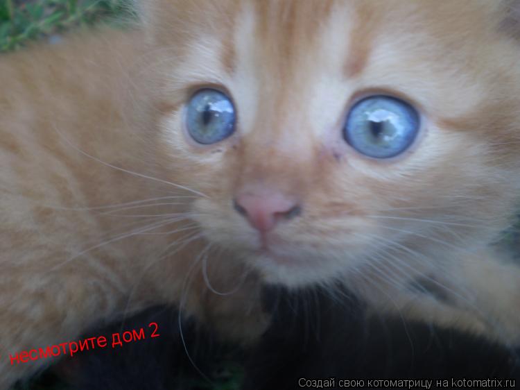 Котоматрица: несмотрите дом 2