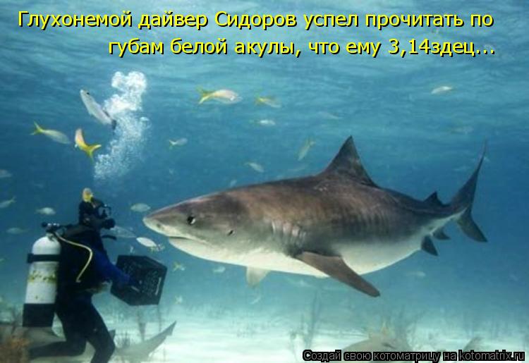 Котоматрица: Глухонемой дайвер Сидоров успел прочитать по губам белой акулы, что ему 3,14здец...