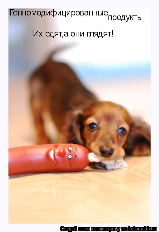 Котоматрица: Генномодифицированные продукты. Их едят,а они глядят!