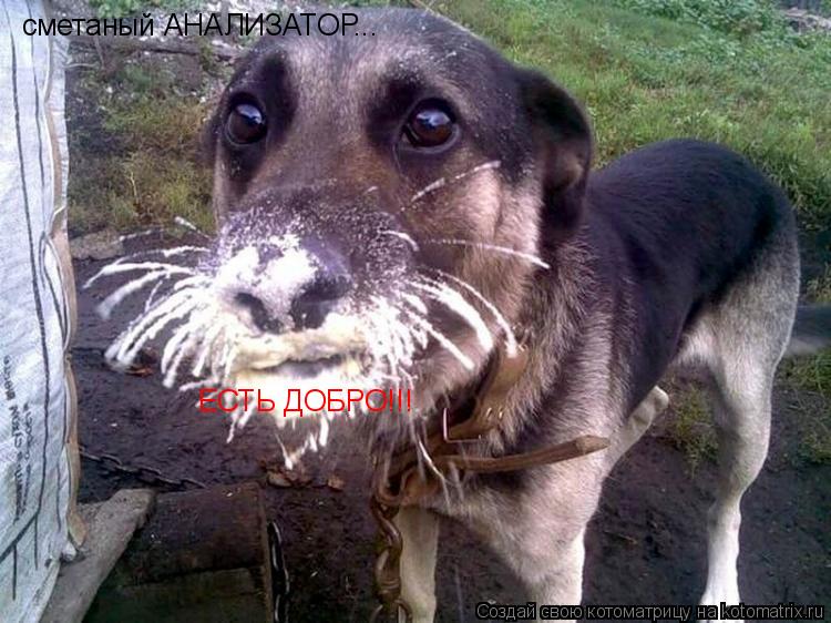 Котоматрица: сметаный АНАЛИЗАТОР... ЕСТЬ ДОБРО!!!