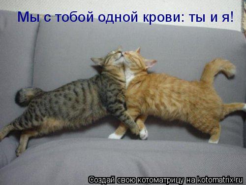 Котоматрица: Мы с тобой одной крови: ты и я!