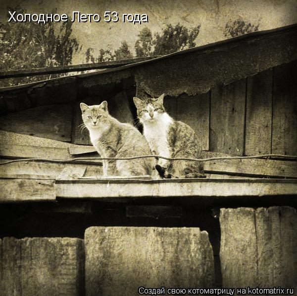 Котоматрица: Холодное Лето 53 года