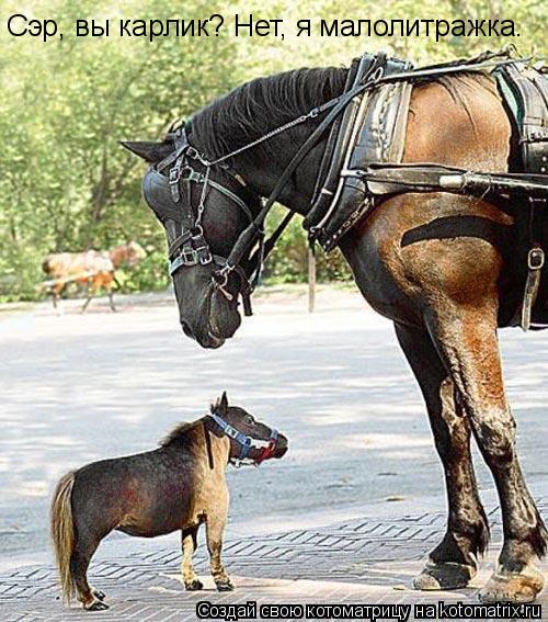 Сэр, вы карлик? Нет, я малолитражка.... Котоматрица: Сэр, вы карлик? Нет, я малолитражка.