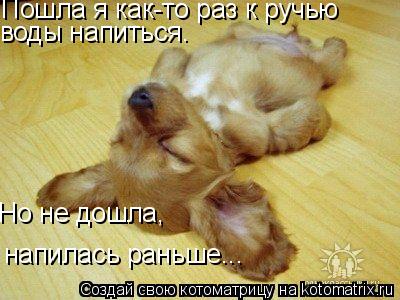 Котоматрица: Пошла я как-то раз к ручью воды напиться. Но не дошла, напилась раньше...