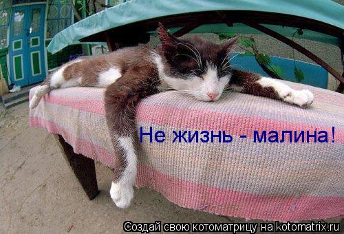 Котоматрица: Не жизнь - малина!