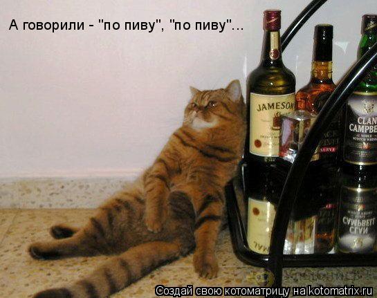 Котоматрица: А говорили - "по пиву", "по пиву"...