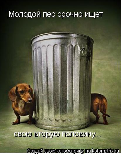 Молодой пес срочно ищет свою вторую половину...... Котоматрица: Молодой пес срочно ищет свою вторую половину...