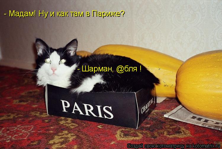 Котоматрица: - Мадам! Ну и как там в Париже? - Шарман, @бля !