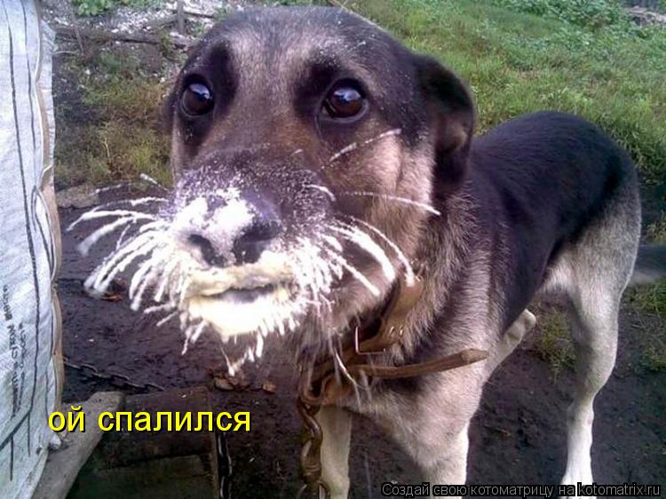 Котоматрица: ой спалился